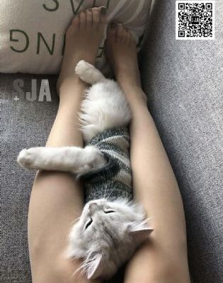 桃花映江山电视剧